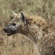 Spotted hyena crossing